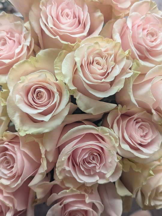 Luxury Pink or White Rose Handtied