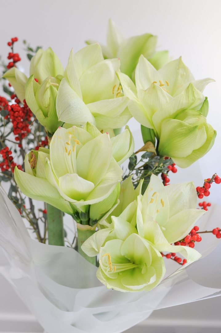 Step Into Christmas  WHITE OR RED