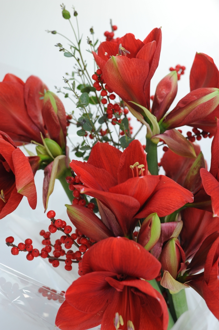 Step Into Christmas  WHITE OR RED