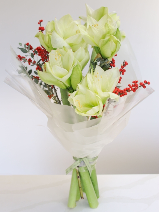 Step Into Christmas  WHITE OR RED