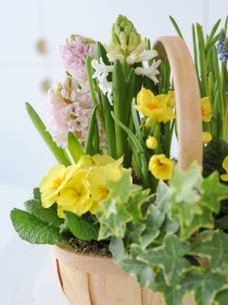 Spring Planted Basket